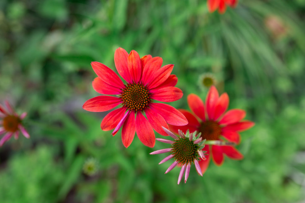 red flowers at Garrett Farm